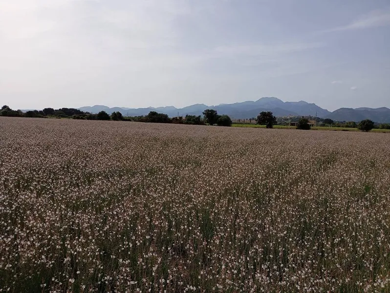 Land in sa Pobla, Province of Balearic Islands — photo 7