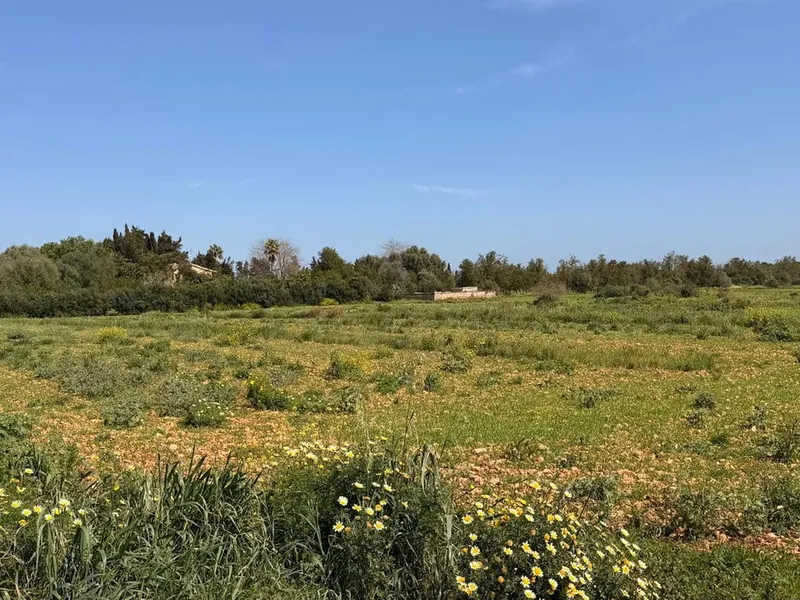 Land in Llubi, Mallorca — photo 4