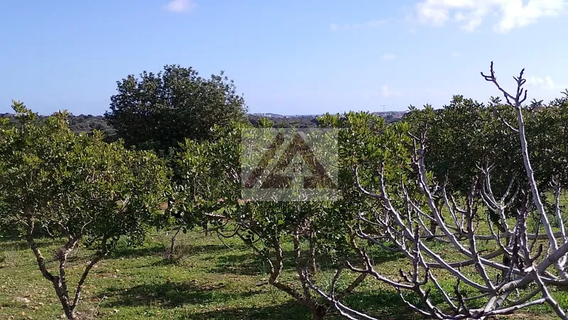 Ländlichles Land zu verkaufen in Porto Cristo — photo 3