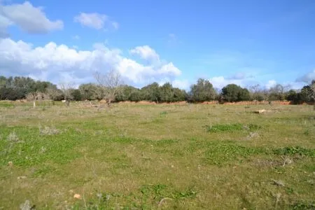 Rustic property - Manacor (Afueras), Built Surface 10m², Plot Surface 42985m² — photo 11