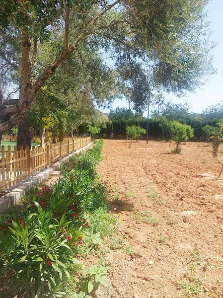 Finca/Country House for rent in Alaró — photo 7