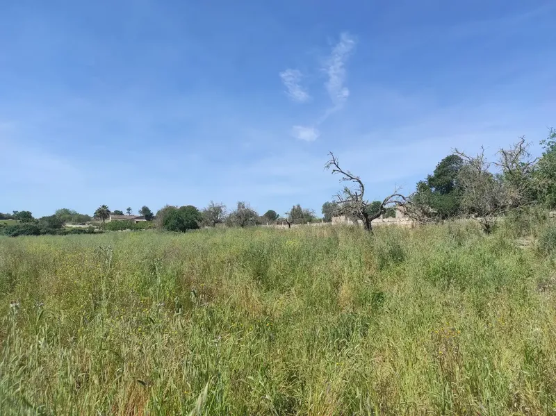 Fantastic Estate of 17,700m2 for Sale with Project for a 290m2 Single-Family Home in the Municipality of Sineu — photo 5