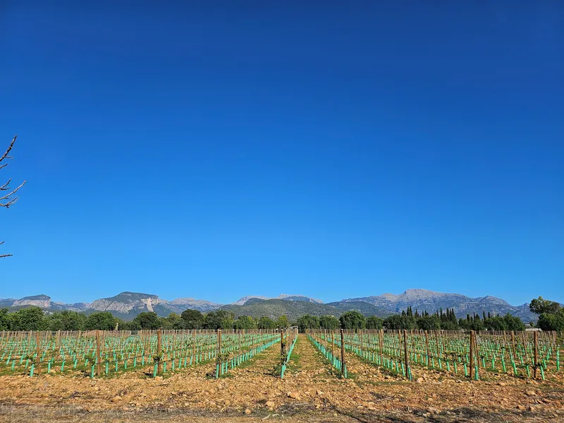 Vineyard plot with approved finca project & Tramuntana views in Binissalem — photo 11