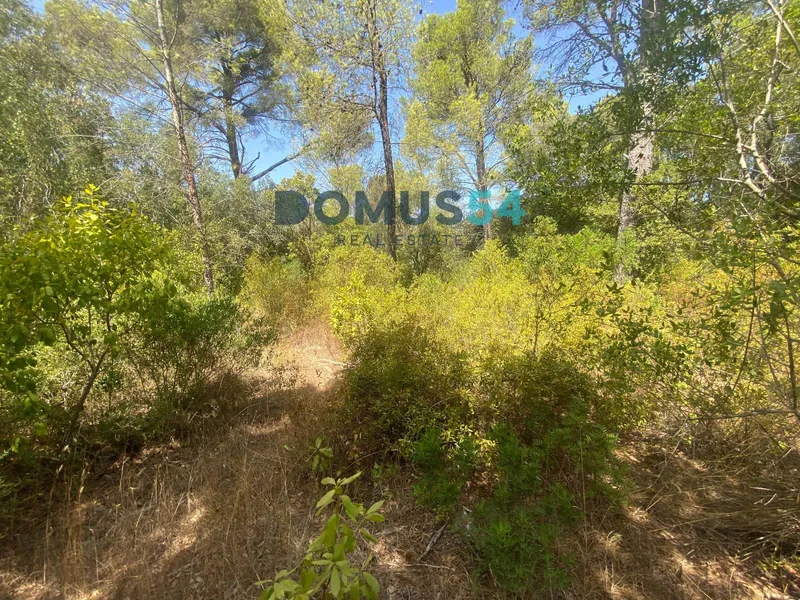 Non-building rural land in Alcudia. Holm oak forest. — photo 9