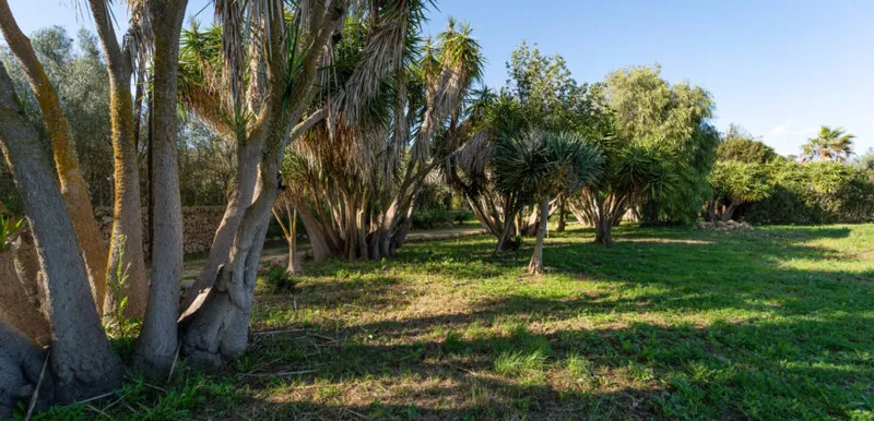 Country house in Sineu with pool and 5,400 m² of land — photo 6