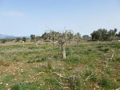 Rural land - Sineu (Llubi), plot surface 17000 m² — photo 4