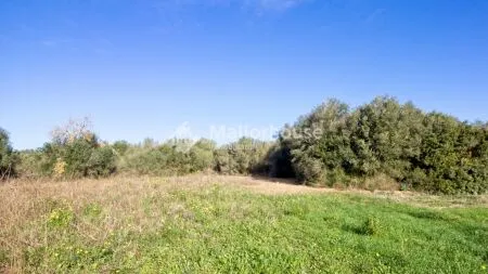 Rustic property - Muro (Muro afueras), Built Surface 512m², Plot Surface 14033m², Terrace Size... — photo 5