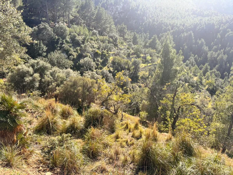 Rustic Plot in Son Fortuny – Estellencs, in the Heart of the Serra de Tramuntana — photo 9
