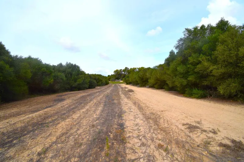 Land in Muro, Province of Balearic Islands — photo 4