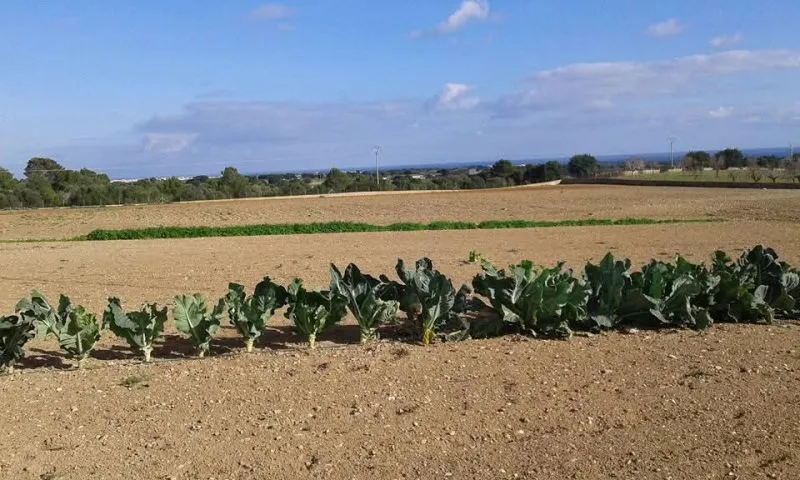 Prime location near Porto Cristo — beautiful finca for sale — photo 4