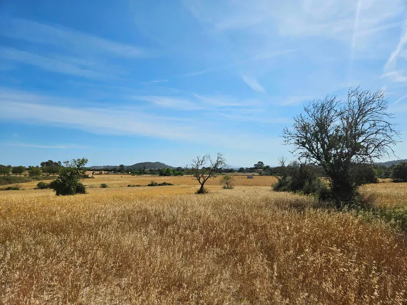 Rustic developable plot in Sineu — photo 10