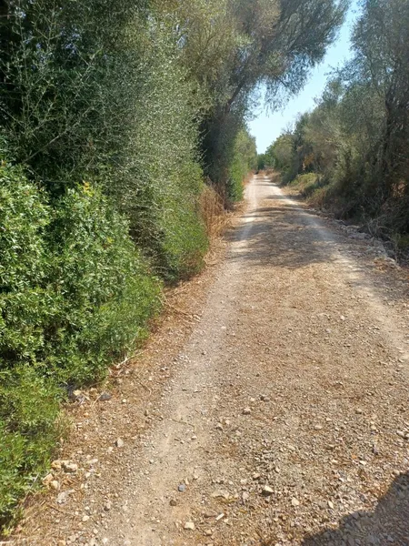 Plot in Felanitx — photo 7
