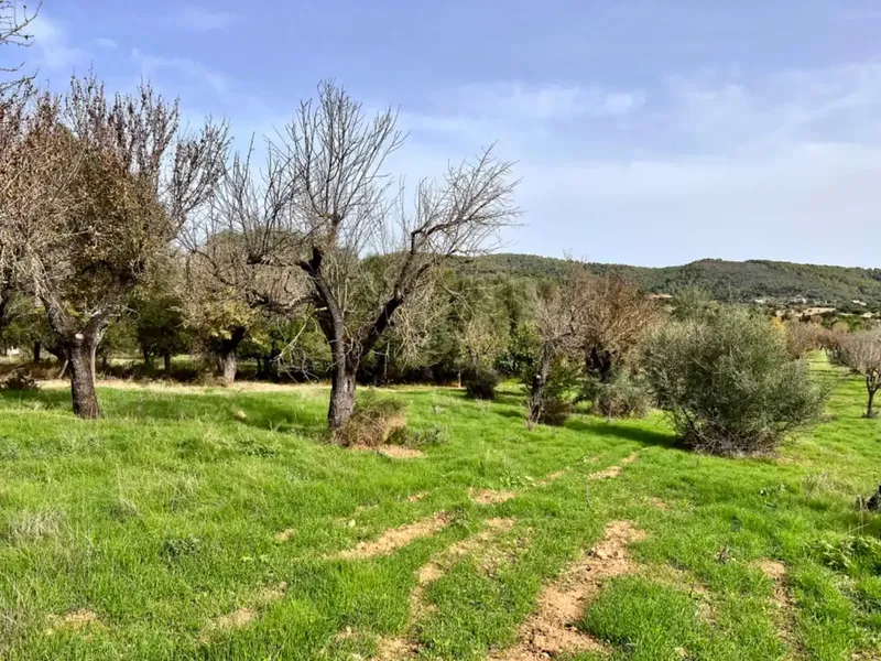 Finca with project in Campanet, near 17,400 m2 of land, with views of the Serra de Tramontana and the area of the Caves of Campanet — photo 6