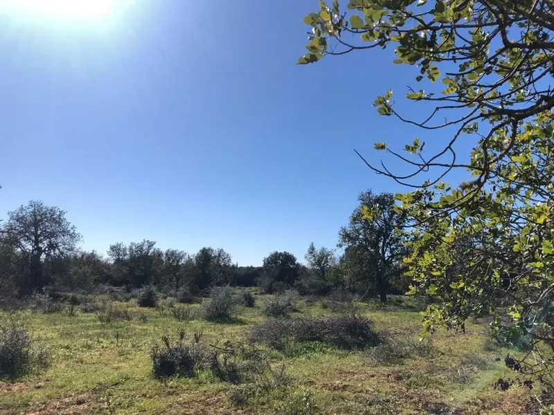 Land in Porreres, Mallorca — photo 5