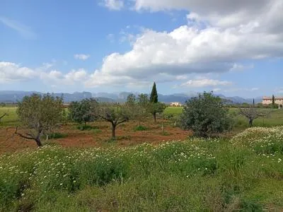 Biniali — photo 3