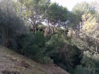 Buildable plot in Alcúdia - Barcarés - Manresa - Bonaire area — photo 5