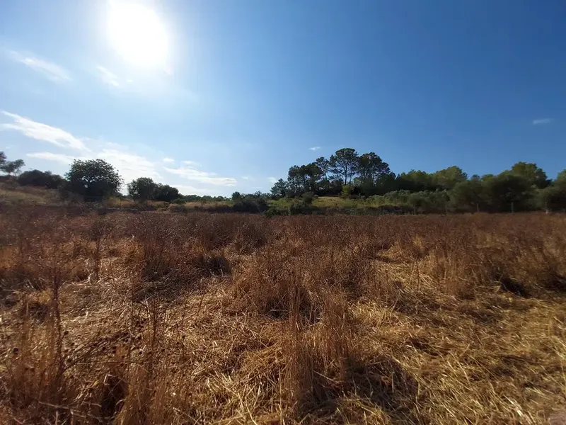 Land in Maria de la Salut, Mallorca — photo 1