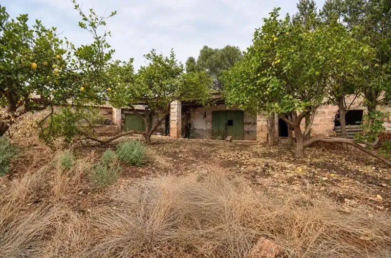 Finca rústica edificable con vistas a la Serra de Tramuntana – Muro. — photo 6