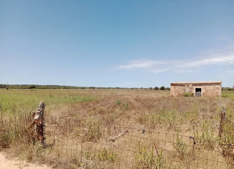 Country Land with Planning Project in Campos, Mallorca — photo 5