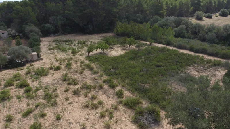 Rustic plot of 2,752 m² with fruit trees and wooded area — photo 4