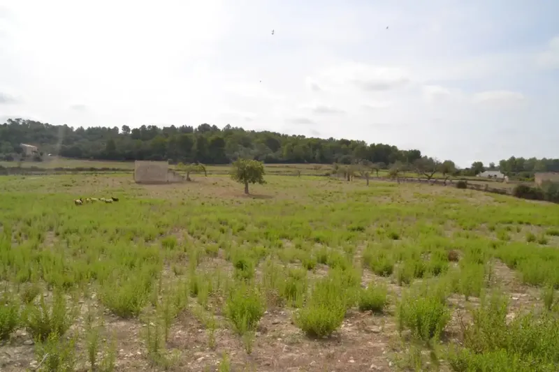 In the middle of Pla de Mallorca, in the municipality of Sineu, we have this finca of about 14,590 m2 of land, fenced finca with several rows of — photo 4