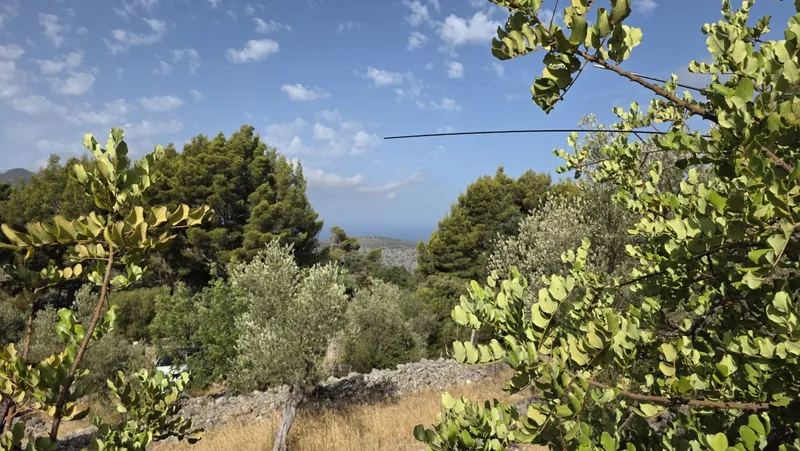 Olive grove in Fornalutx with tool shed — photo 5
