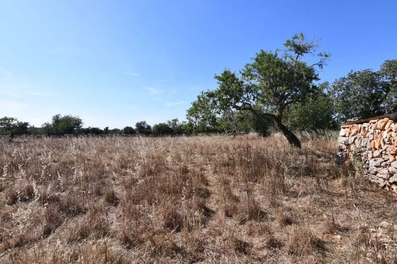 Interesting rustic plot between Santanyi and Cas Concos — photo 3