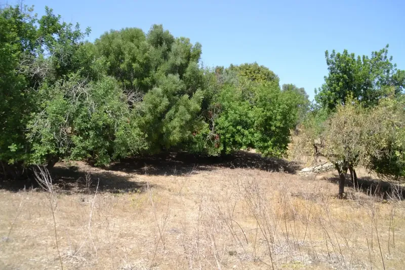 A step from the village we have this rustic estate of more than 14,000 m2, with an old construction of about 50 m2, there is the possibility of co — photo 10