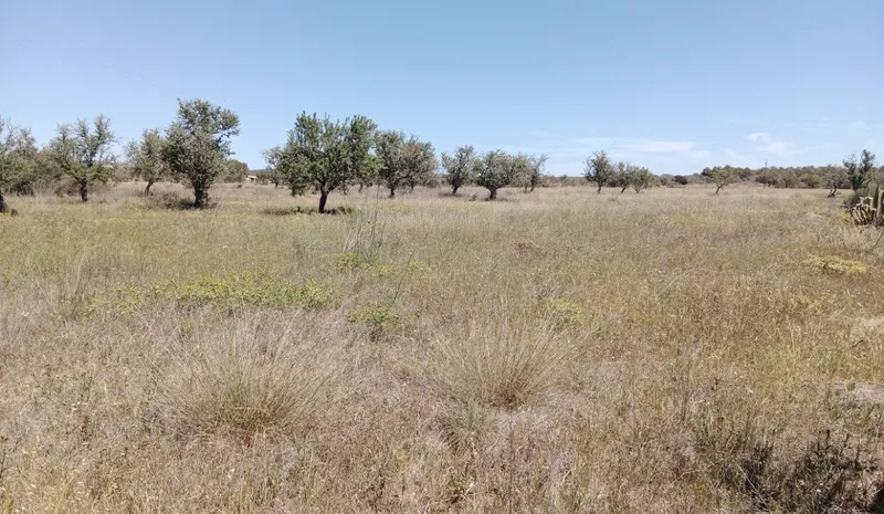 Country Land near Campos — photo 5