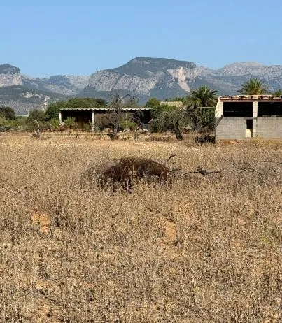 Opportunity to buy a plot in the heart of Mallorca, near Binissalem. — photo 1