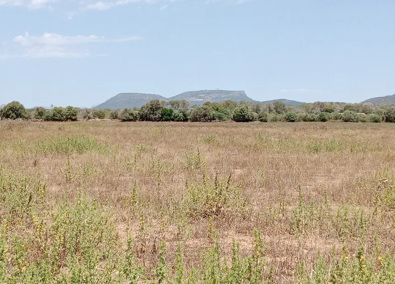 Country Land with Planning Project in Campos, Mallorca — photo 2