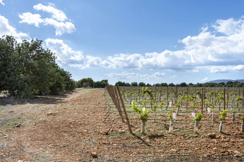 Exceptional Vineyard Plot with Approved License for Luxury Villa Construction — photo 11