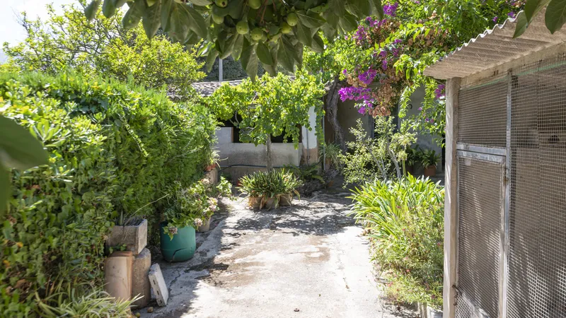 Investment! Finca in Soller on a large plot with fruit trees and lots of potential — photo 3