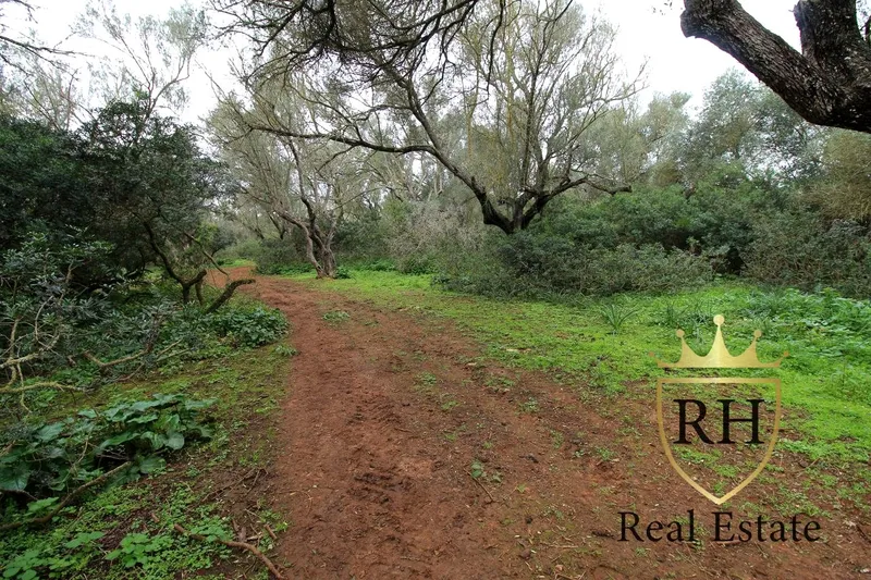 Rustic estate with possibilities to build the house of your dreams — photo 5