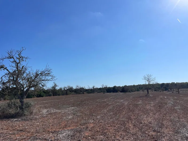 Buildable plot in a quiet area between Campos and Sa Ràpita — photo 8