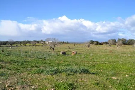 Rustic property - Manacor (Afueras), Built Surface 10m², Plot Surface 42985m² — photo 4