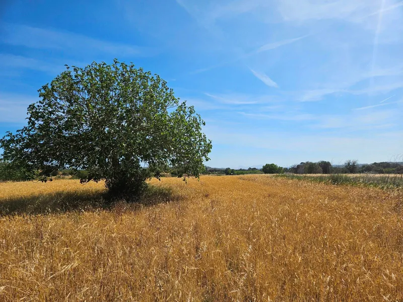 Rustic developable plot in Sineu — photo 5