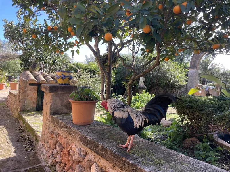 Beautiful natural stone finca with pool and holiday rental license near Llucmajor — photo 4