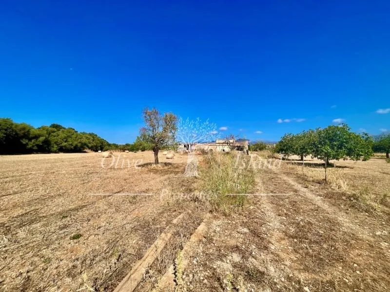 Land in Inca, Province of Balearic Islands — photo 8