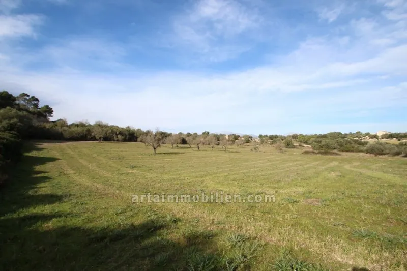 Plot in Sineu — photo 1