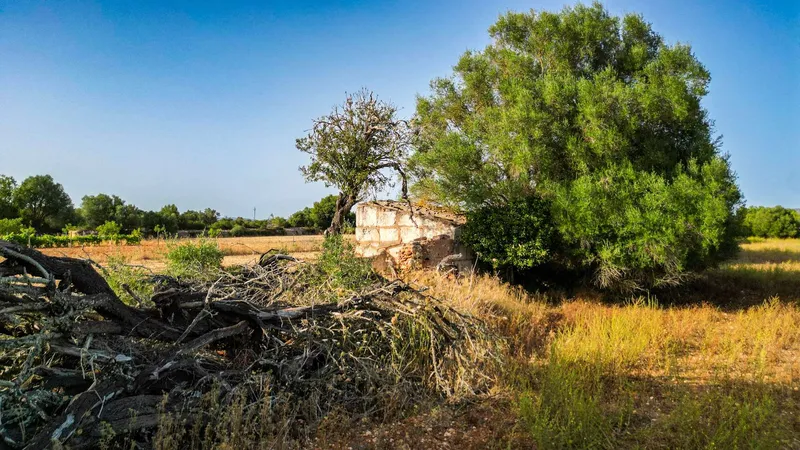 Plot in Felanitx with potential for your dream home — photo 5