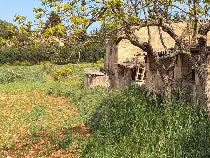 Land in Llubi, Mallorca — photo 5