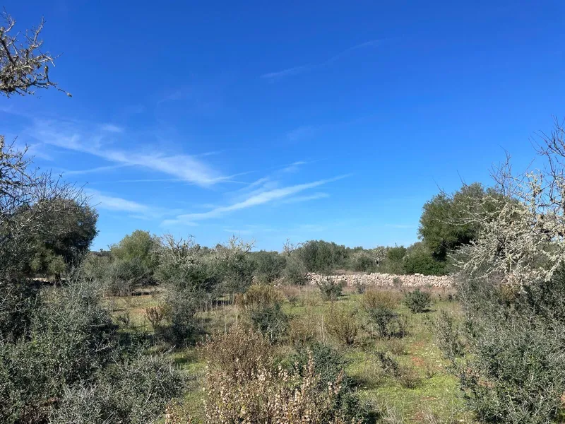 Project for a single-family house with pool, Ses Salines — photo 3