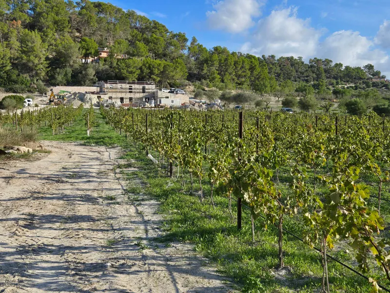 Rustic estate in Montuiri, Mallorca — photo 2