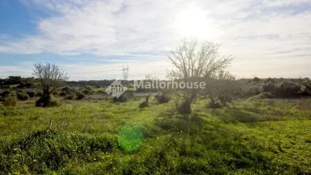 Rustic property - Muro (Muro afueras), Built Surface 512m², Plot Surface 14033m², Terrace Size... — photo 7