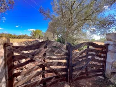 Rural Land - Felanitx — photo 3