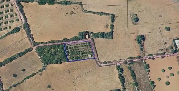 Country House - Manacor, Plot Surface 1650m² — photo 3