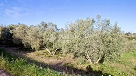 Rustic property - Muro (Muro afueras), Built Surface 512m², Plot Surface 14033m², Terrace Size... — photo 8