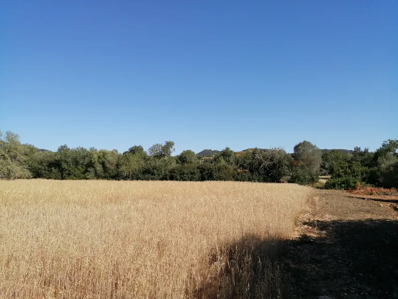 Country Land near Cas Concos — photo 2