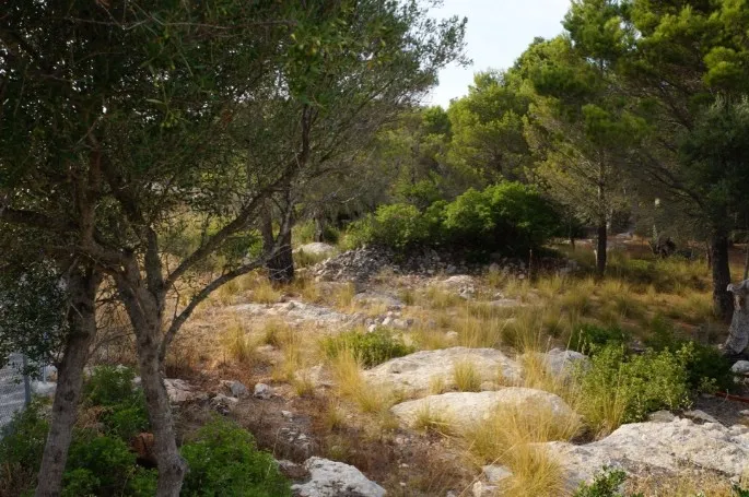 Plot for sale in Valldemossa — photo 3